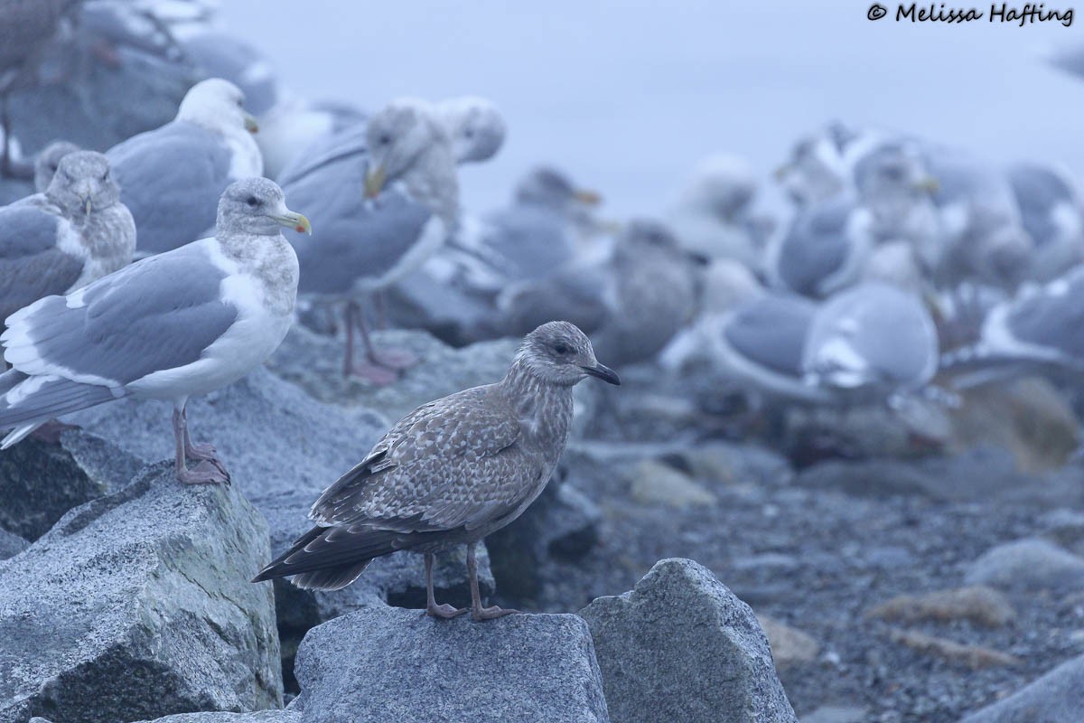 Iceland Gull (Thayer's) - ML413028051