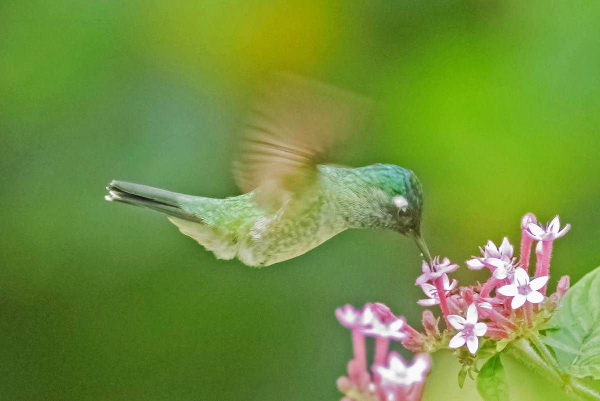 Violet-headed Hummingbird - William Batsford
