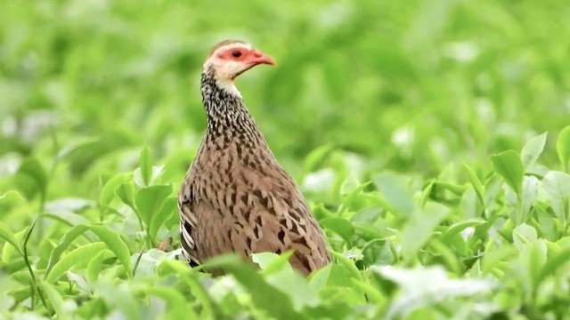 Red-necked Francolin - ML413032031
