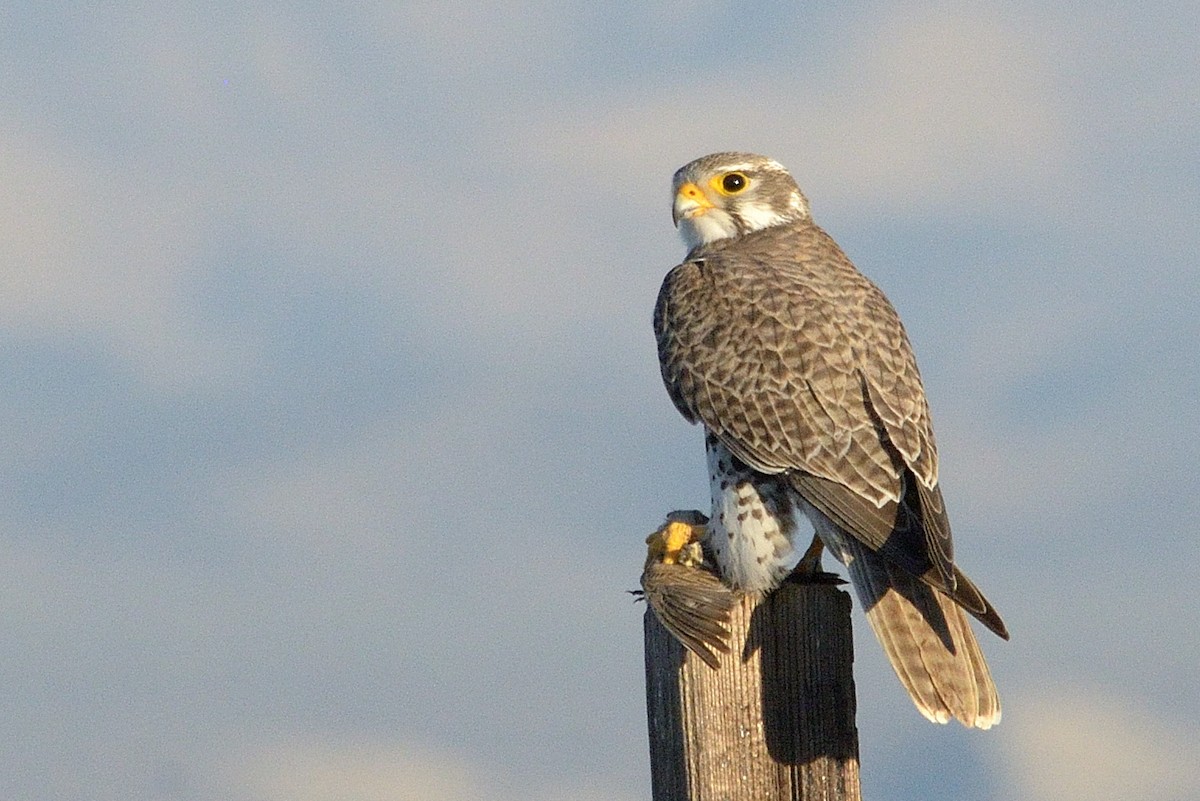 Prairie Falcon - James Chapman