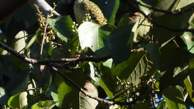 Green-backed Woodpecker - ML413033861
