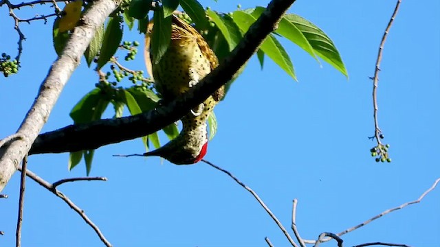 Green-backed Woodpecker - ML413033921