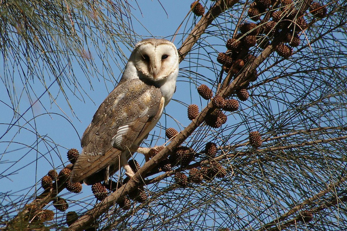 Barn Owl (Eastern) - Chris Chafer