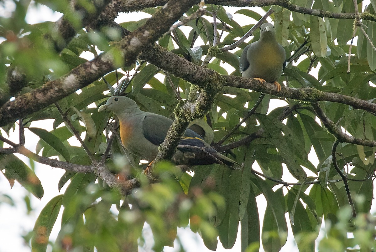 Large Green-Pigeon - Dave Bakewell