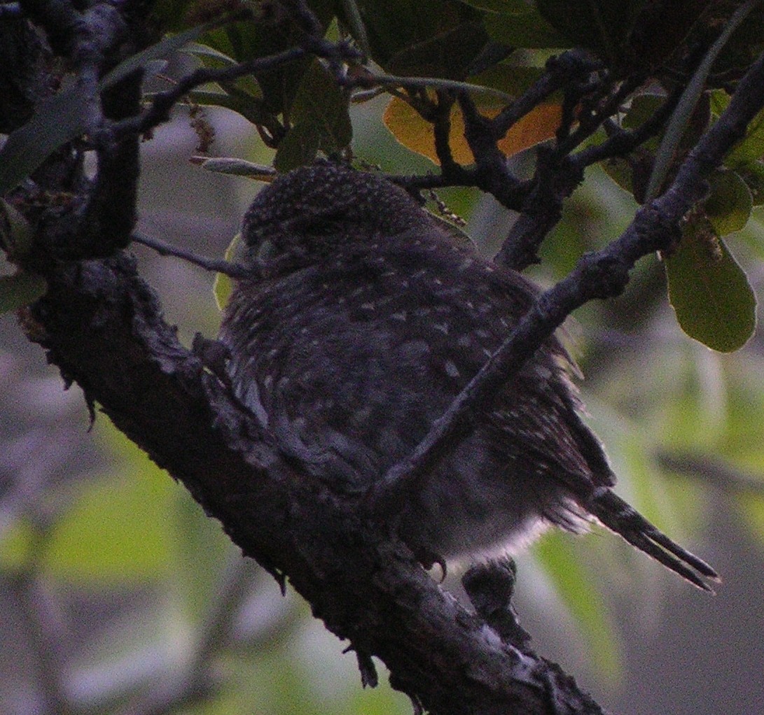 Northern Pygmy-Owl - Roseanna Denton