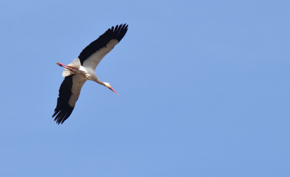 White Stork - ML413062681