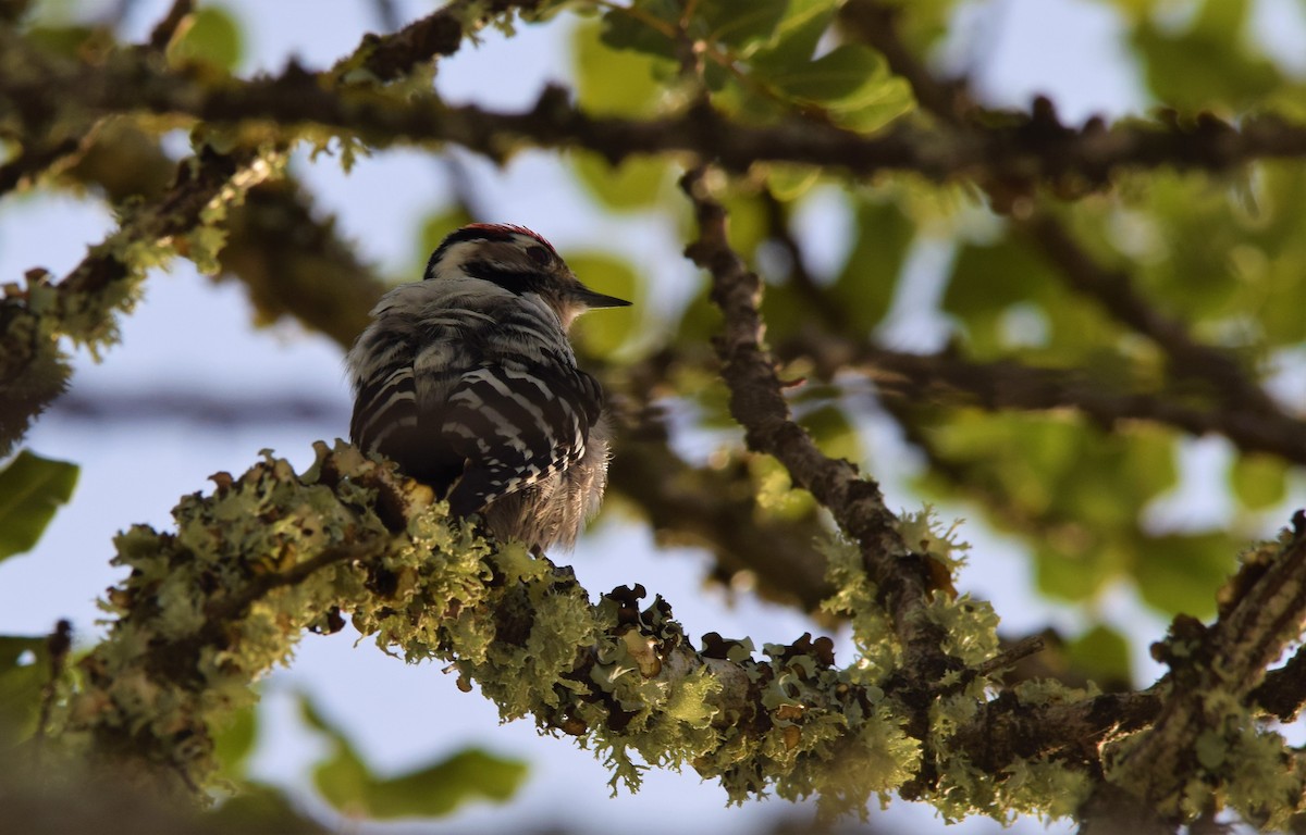Lesser Spotted Woodpecker - ML413062991