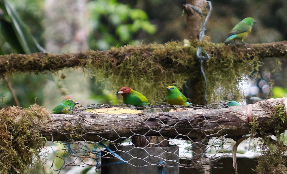 Bay-headed Tanager (Bay-and-green) - ML413063351