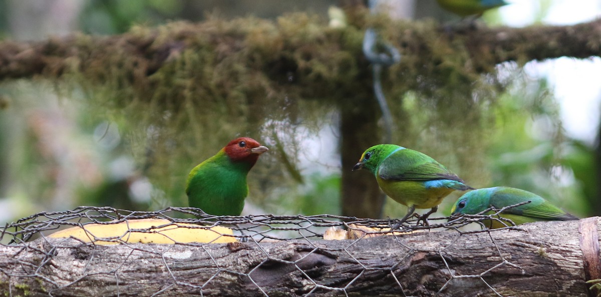 Bay-headed Tanager (Bay-and-green) - ML413063361
