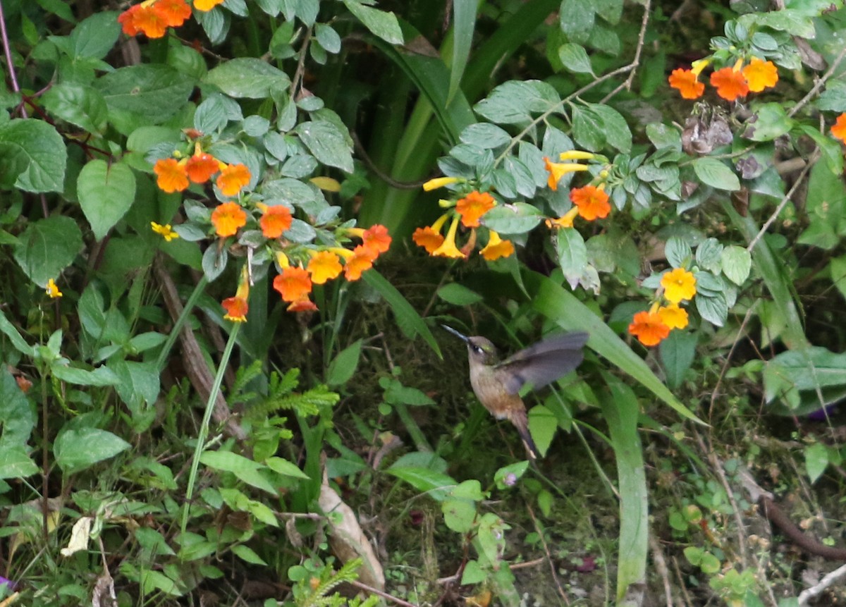 kolibřík hnědotemenný - ML413063511