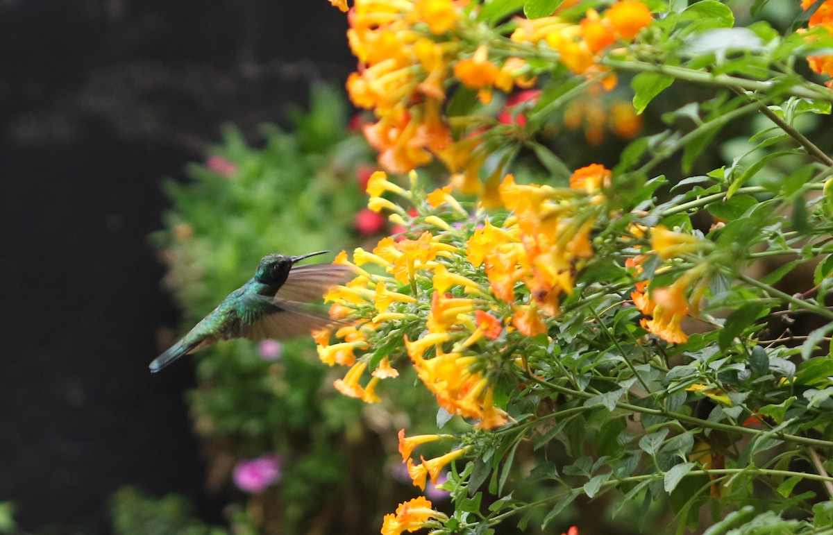 kolibřík modrolící - ML413063601