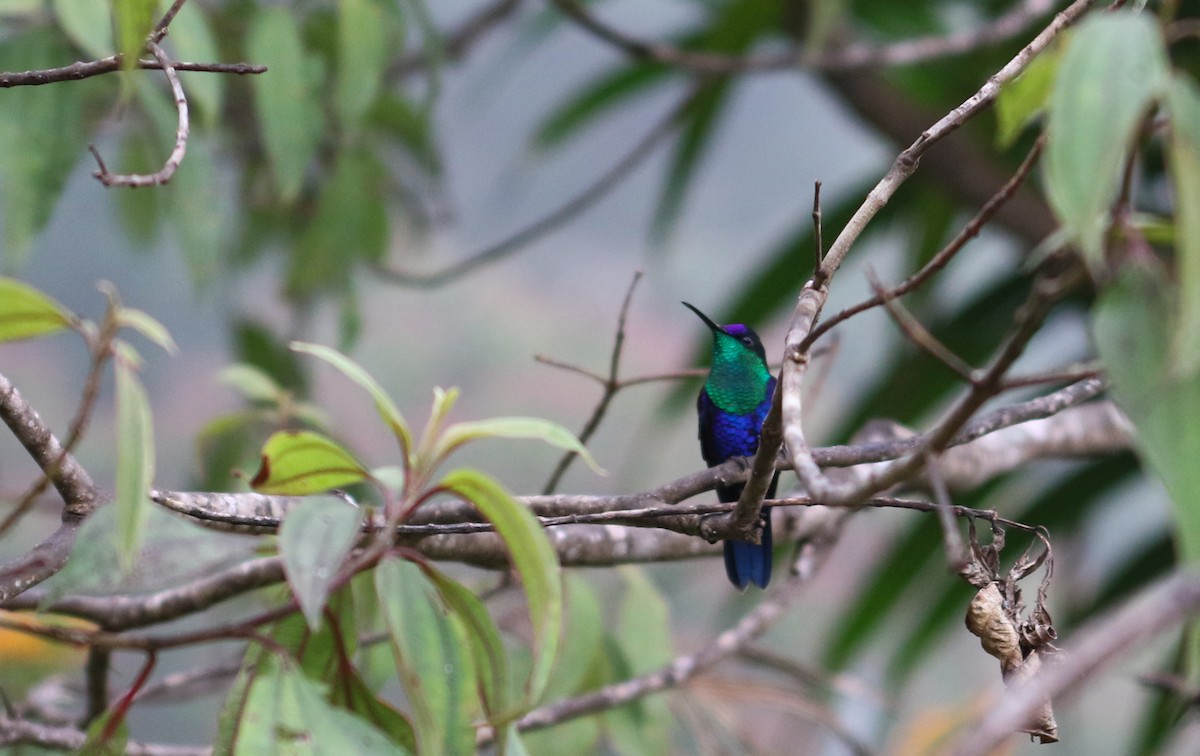 kolibřík vidloocasý (ssp. colombica/rostrifera) - ML413064581