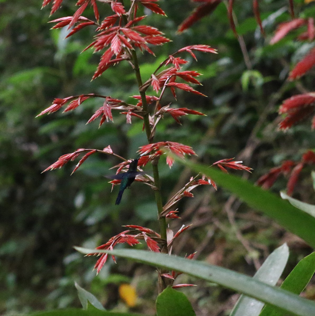 Violettkronennymphe (colombica/rostrifera) - ML413065021