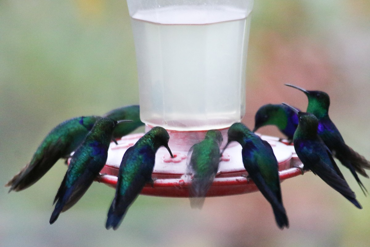 kolibřík vidloocasý (ssp. colombica/rostrifera) - ML413065291