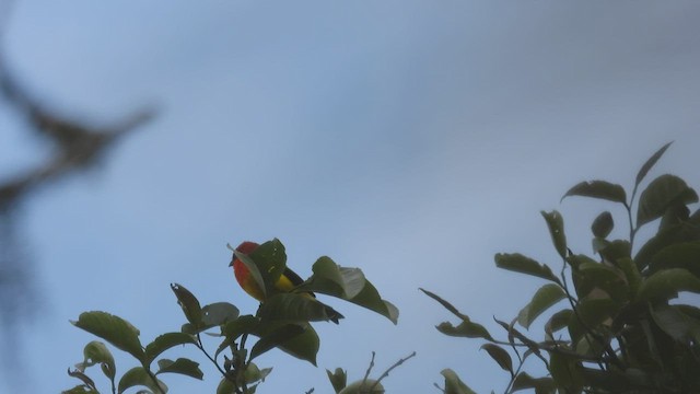 Red-hooded Tanager - ML413069721
