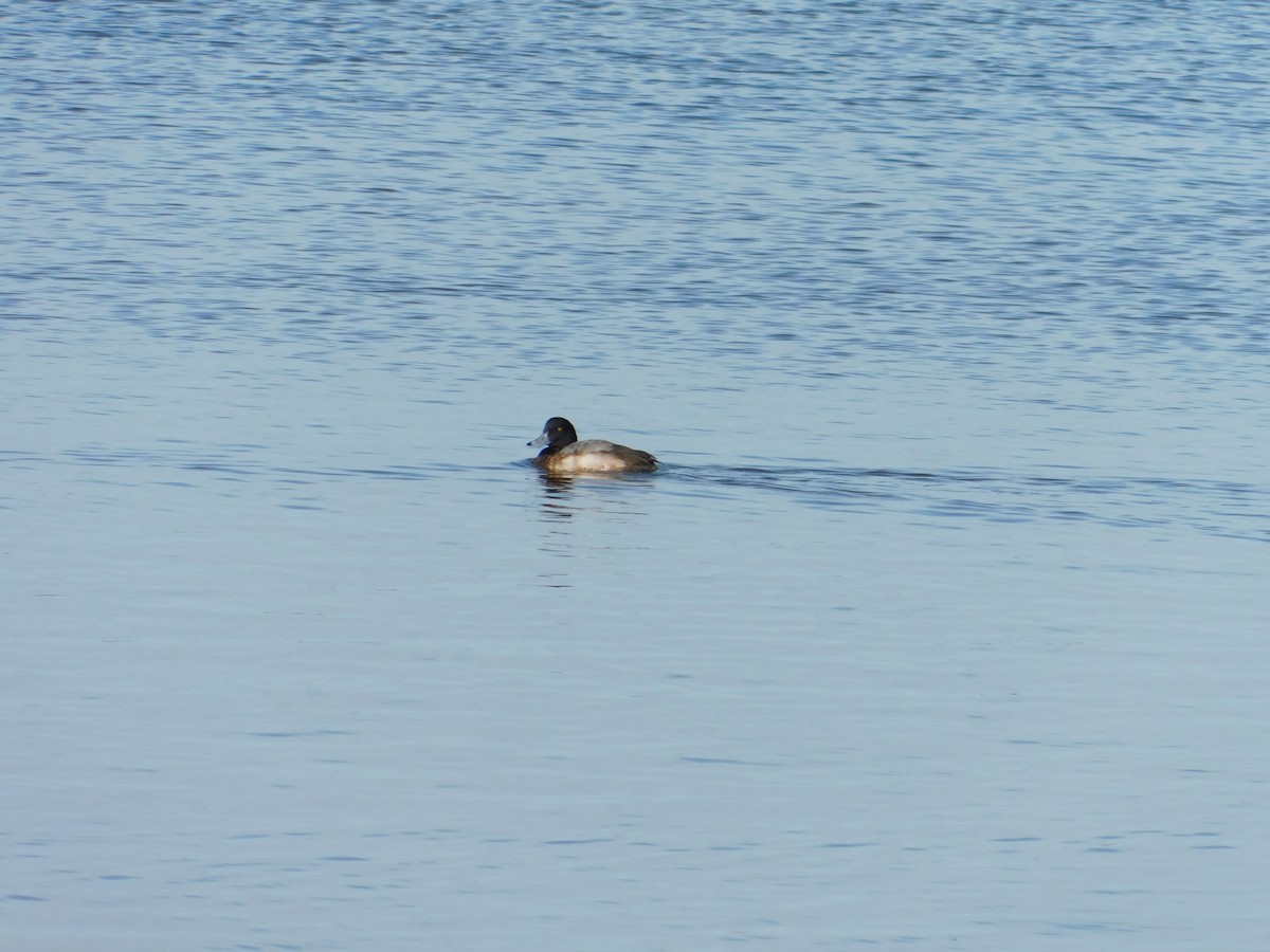Greater Scaup - ML413082391
