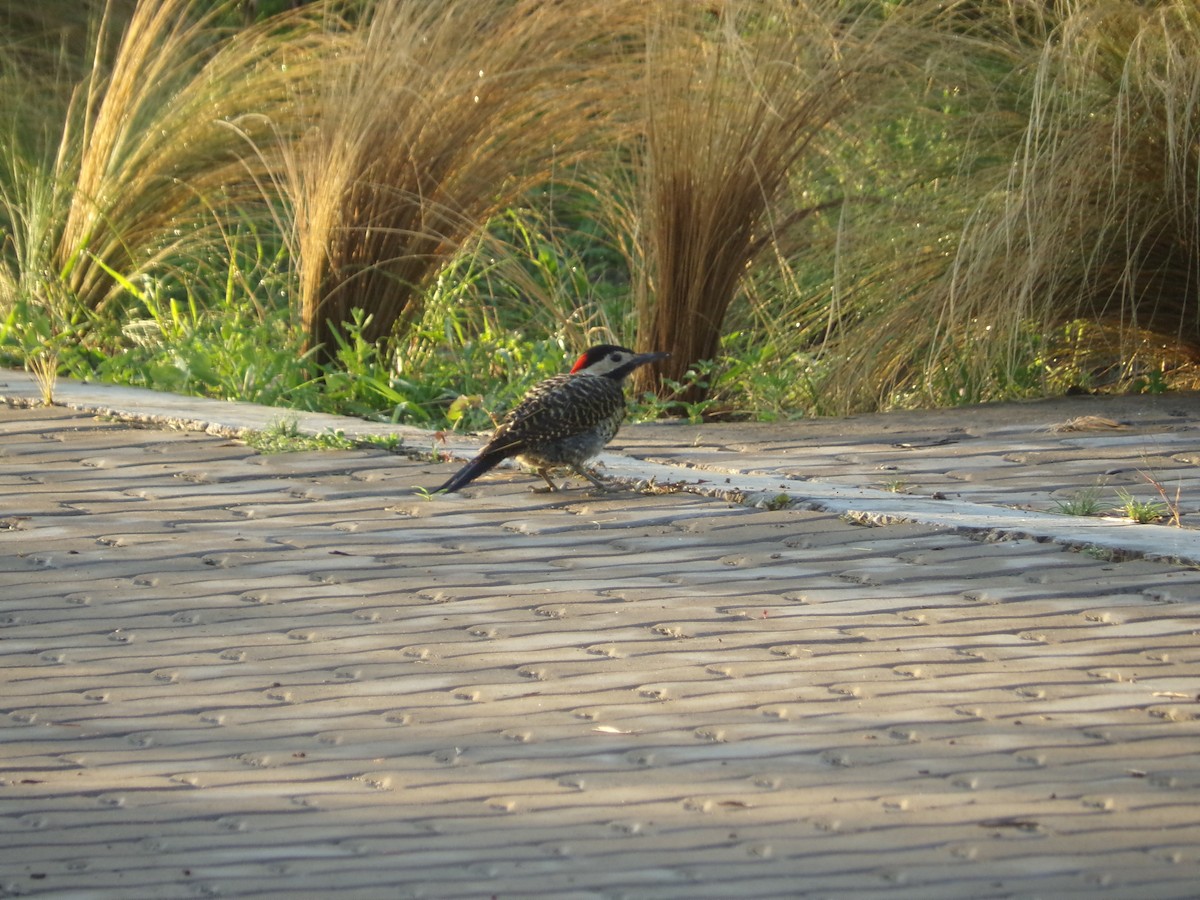 Green-barred Woodpecker - ML413084961