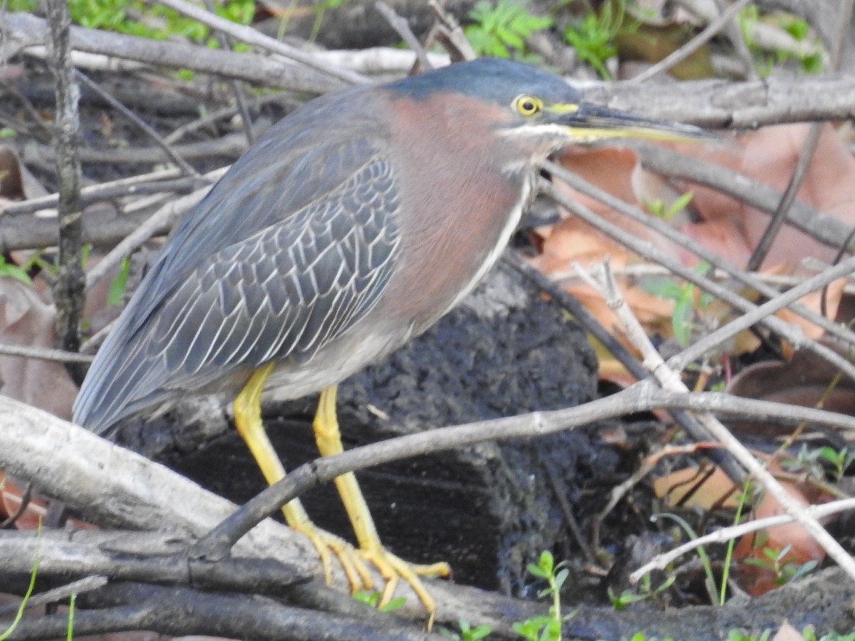 eBird Checklist - 5 Feb 2022 - Rutenberg Park, Fort Myers US-FL 26. ...