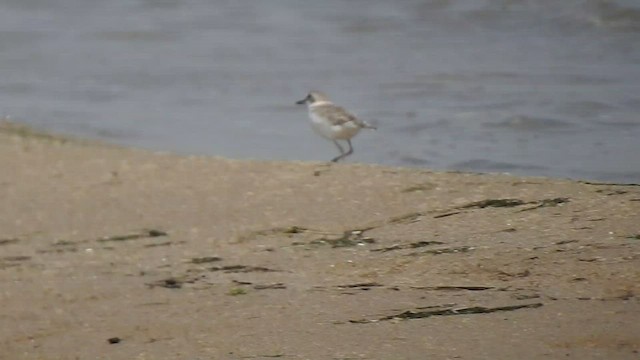 Collared Plover - ML413094181