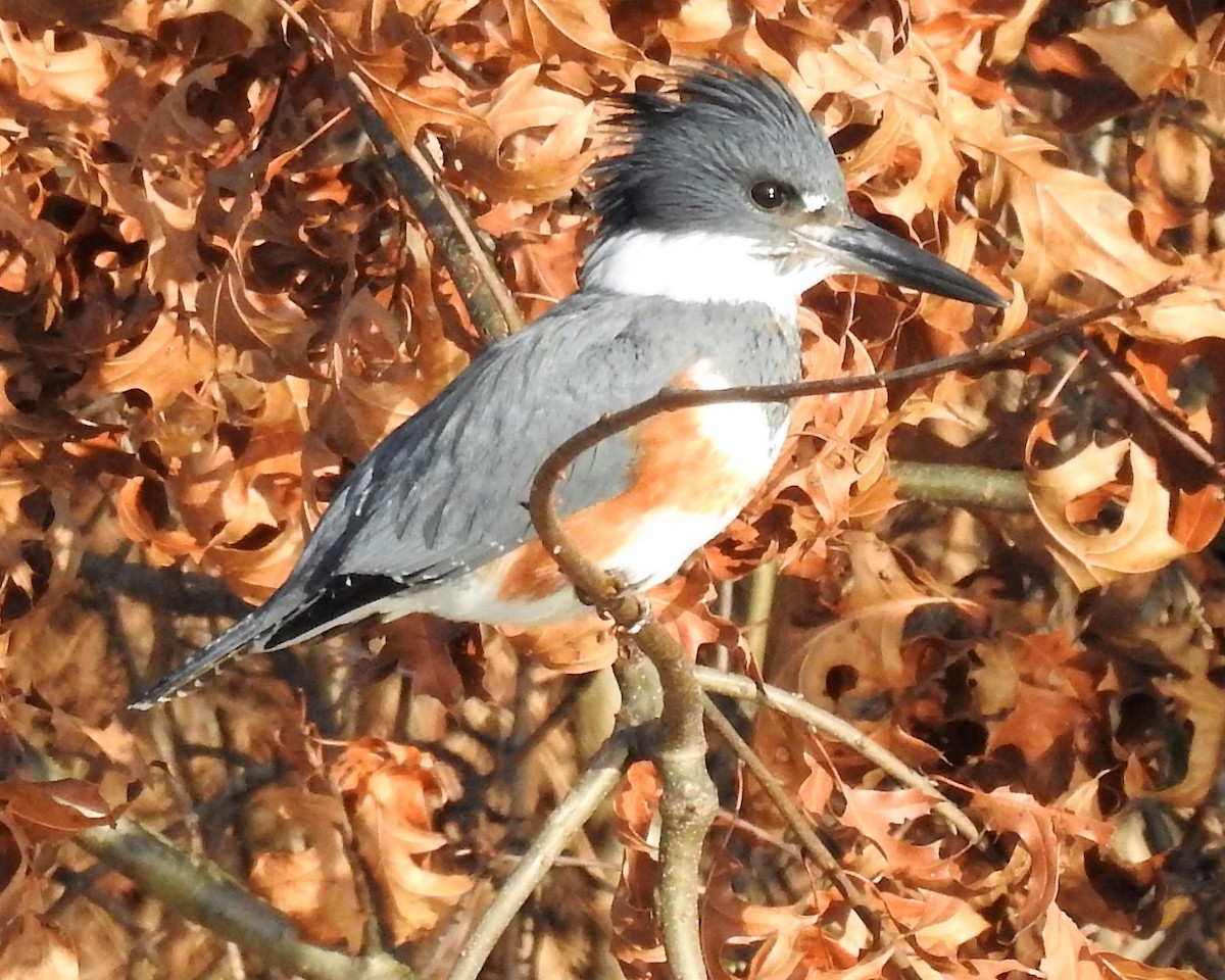 Belted Kingfisher - ML413095841