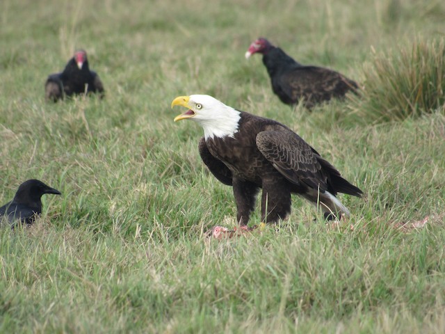 Eagle and other birds at feeding sight. - Bald Eagle - 