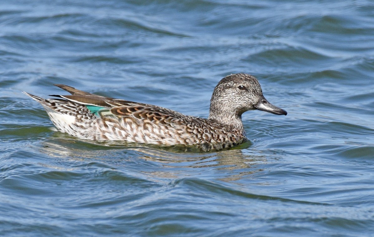 Green-winged Teal - ML413102651