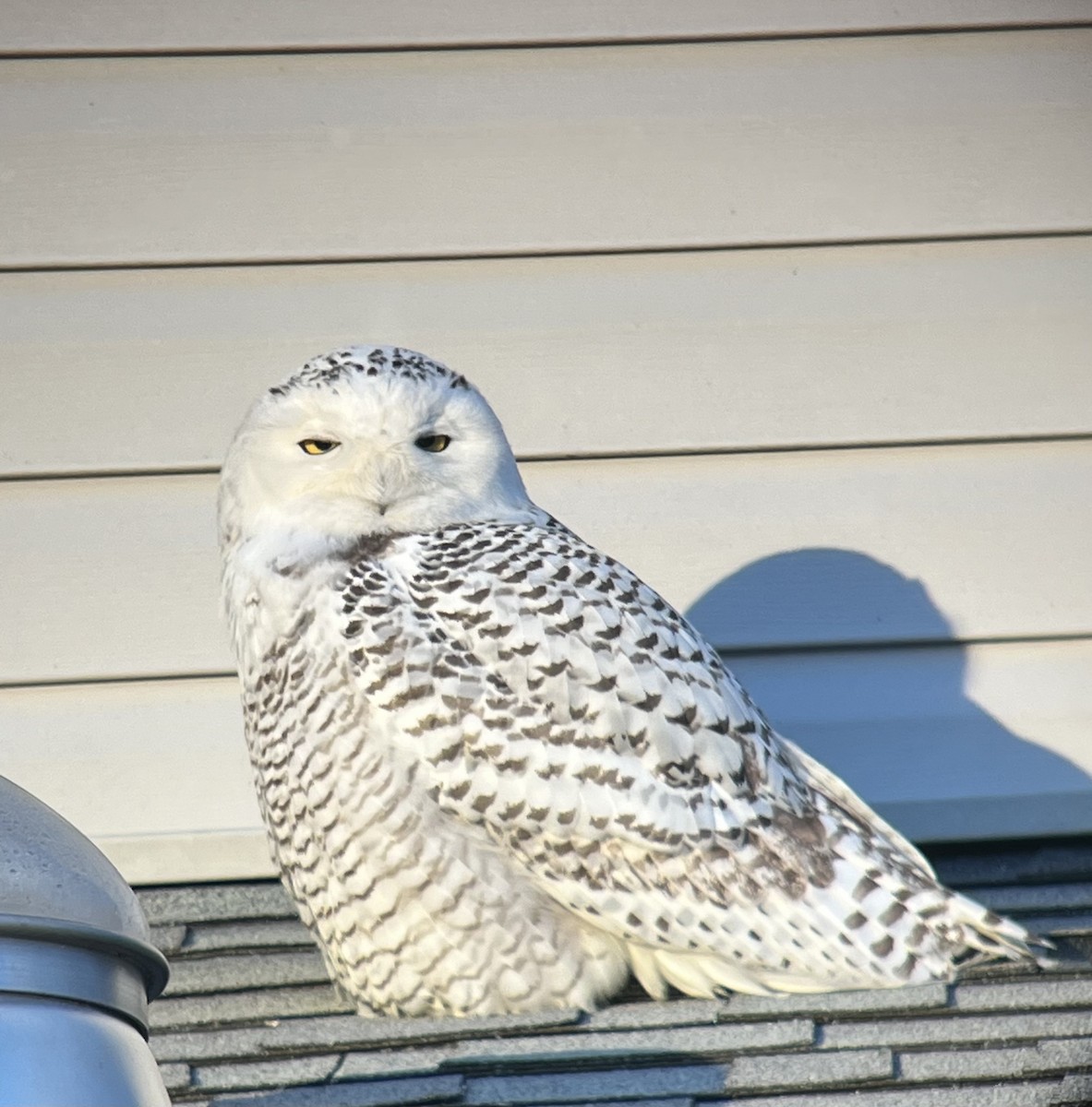 Snowy Owl - ML413102781