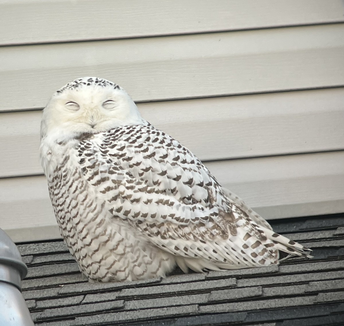 Snowy Owl - ML413102791