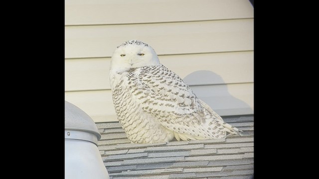 Snowy Owl - ML413103101