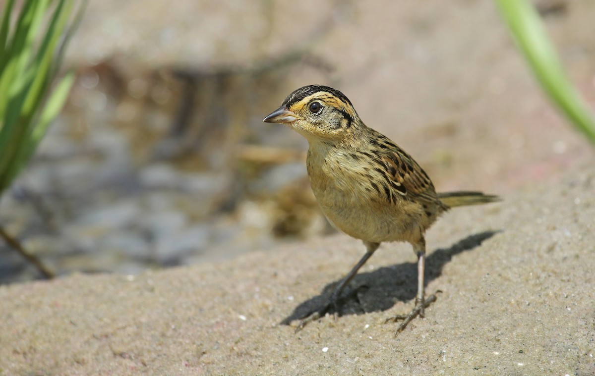 Saltmarsh Sparrow - Ryan Schain