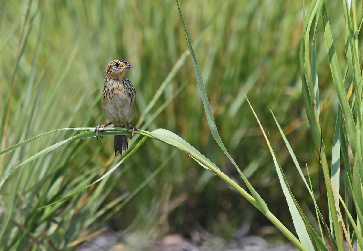 Saltmarsh Sparrow - ML41310831