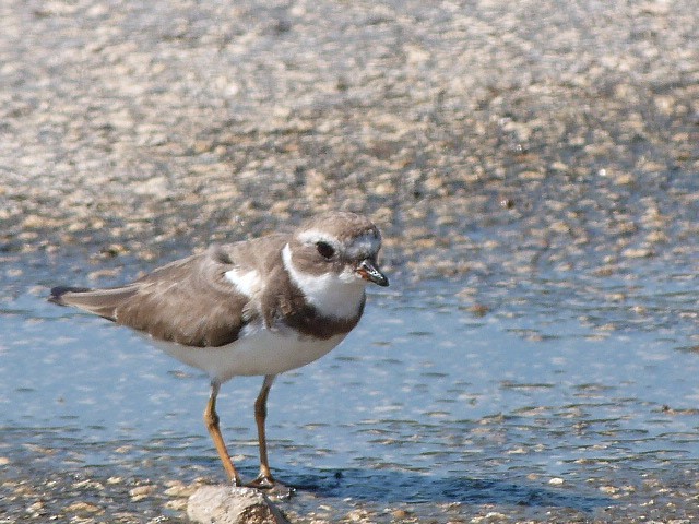 Semipalmated Plover - ML41311031