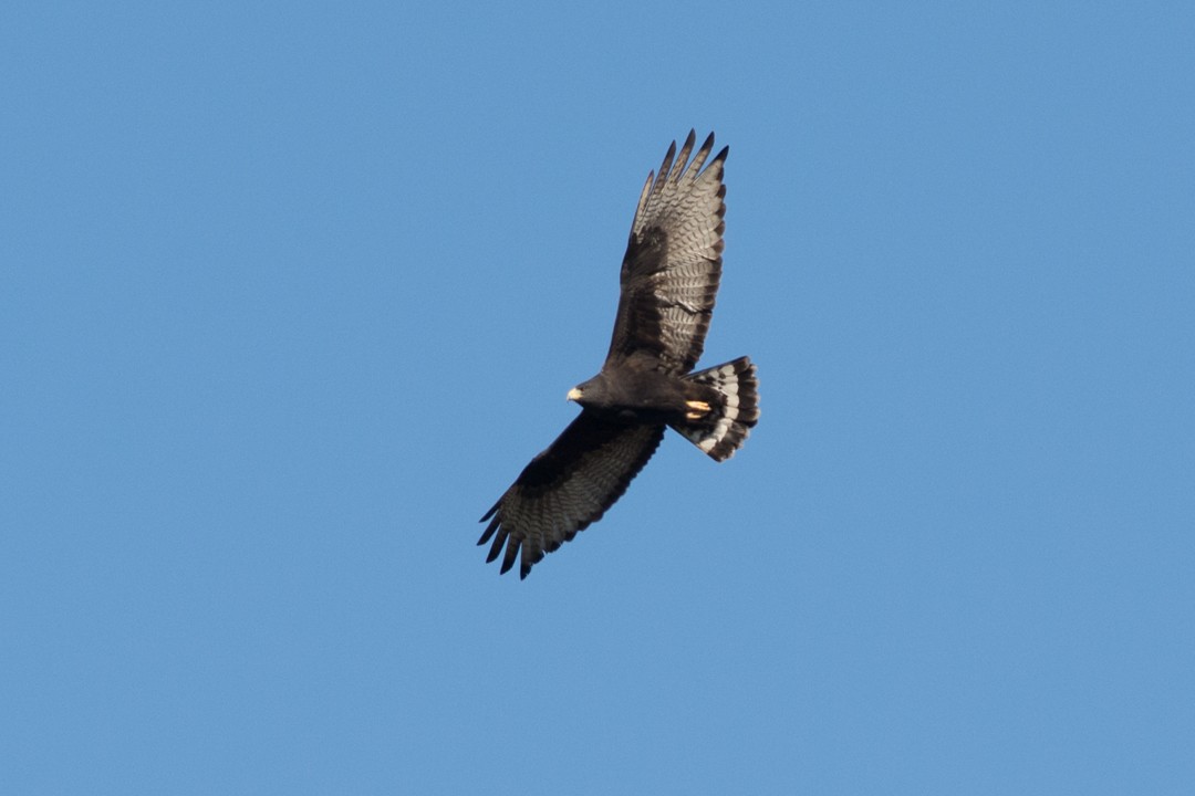 Zone-tailed Hawk - Colton Robbins