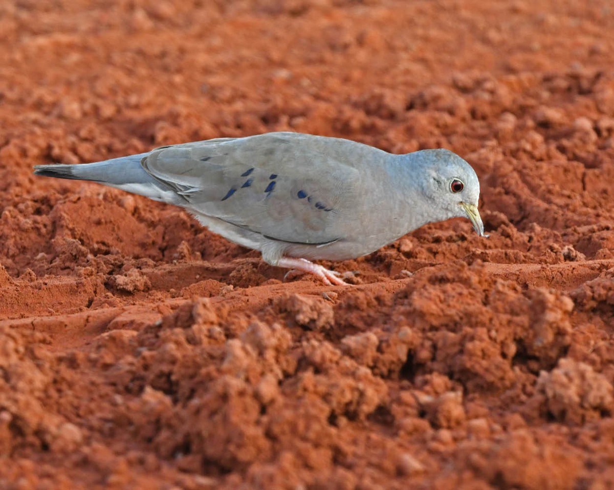 Plain-breasted Ground Dove - ML413115241