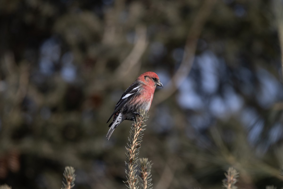 White-winged Crossbill - Richard and Marie  Ary