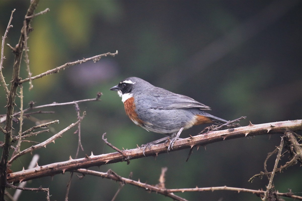 Chestnut-breasted Mountain Finch - ML413115791