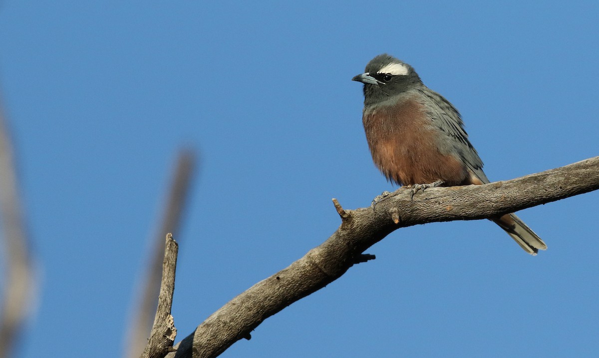 White-browed Woodswallow - ML41312691