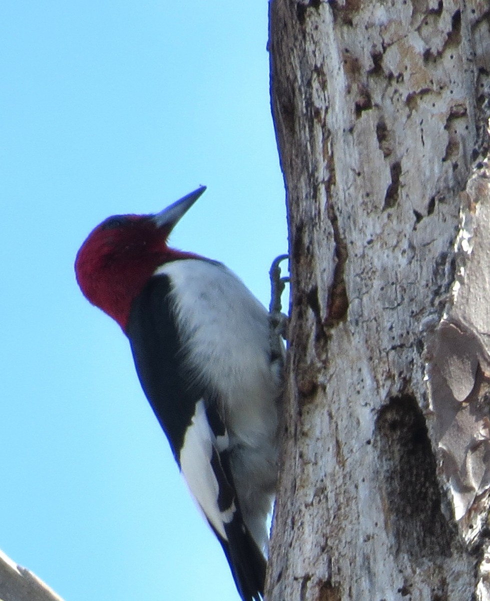 Red-headed Woodpecker - ML413130921