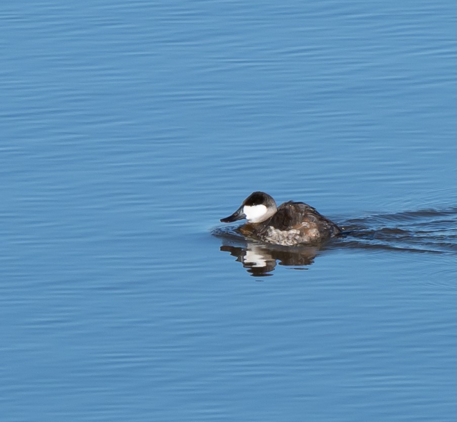 Ruddy Duck - Mike Yough