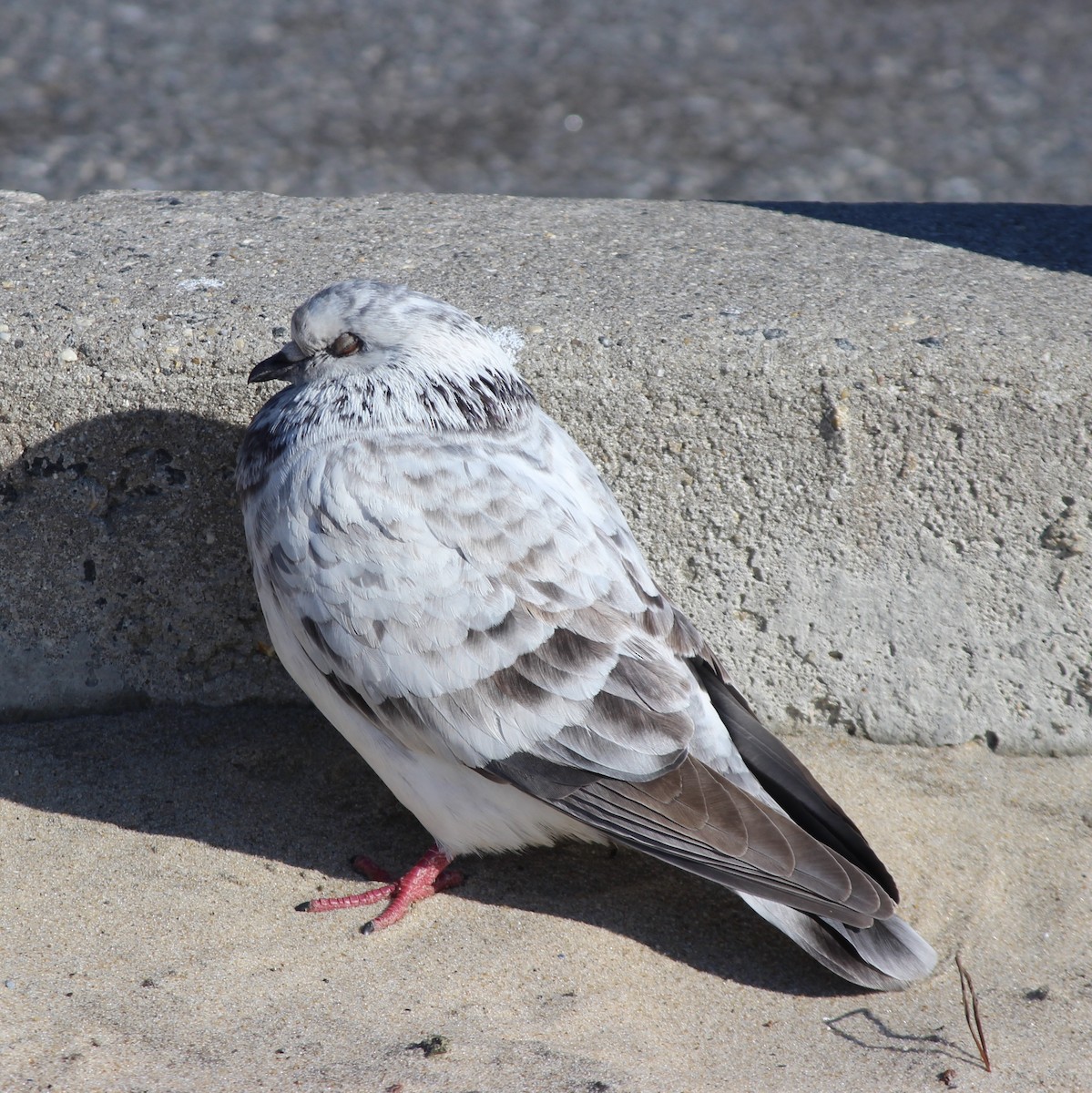 Rock Pigeon (Feral Pigeon) - ML413132261