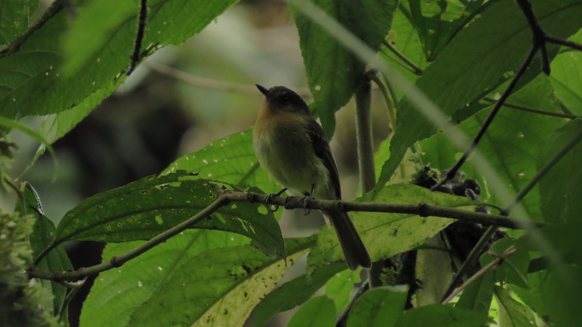 Rufous-breasted Flycatcher - ML41313251
