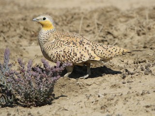  - Spotted Sandgrouse