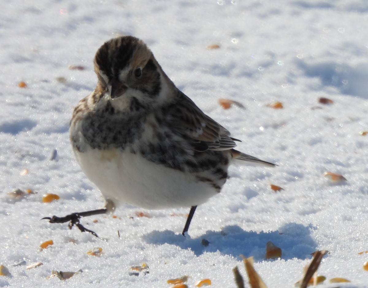 Lapland Longspur - Jenny Young