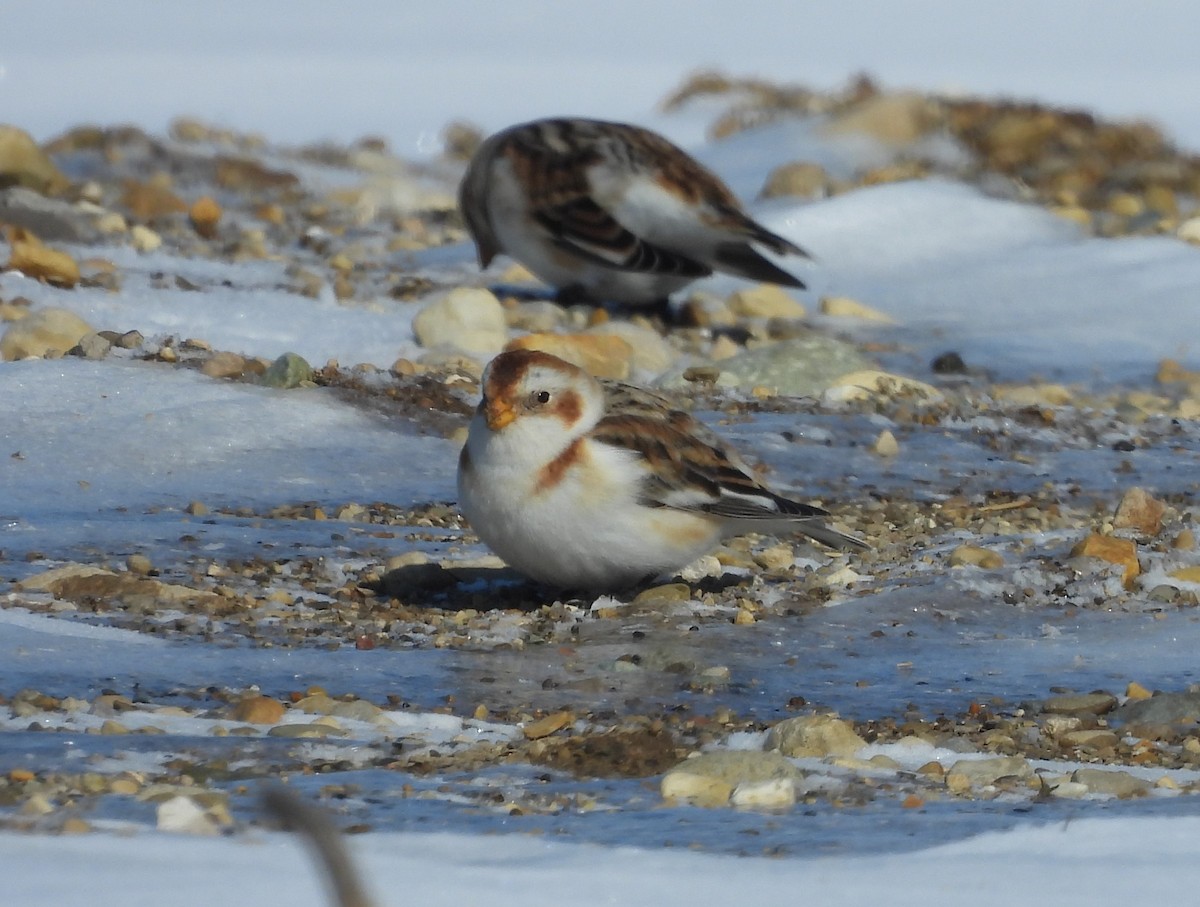 Snow Bunting - Jenny Young