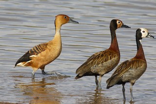 Fulvous Whistling-Duck, ML413137301