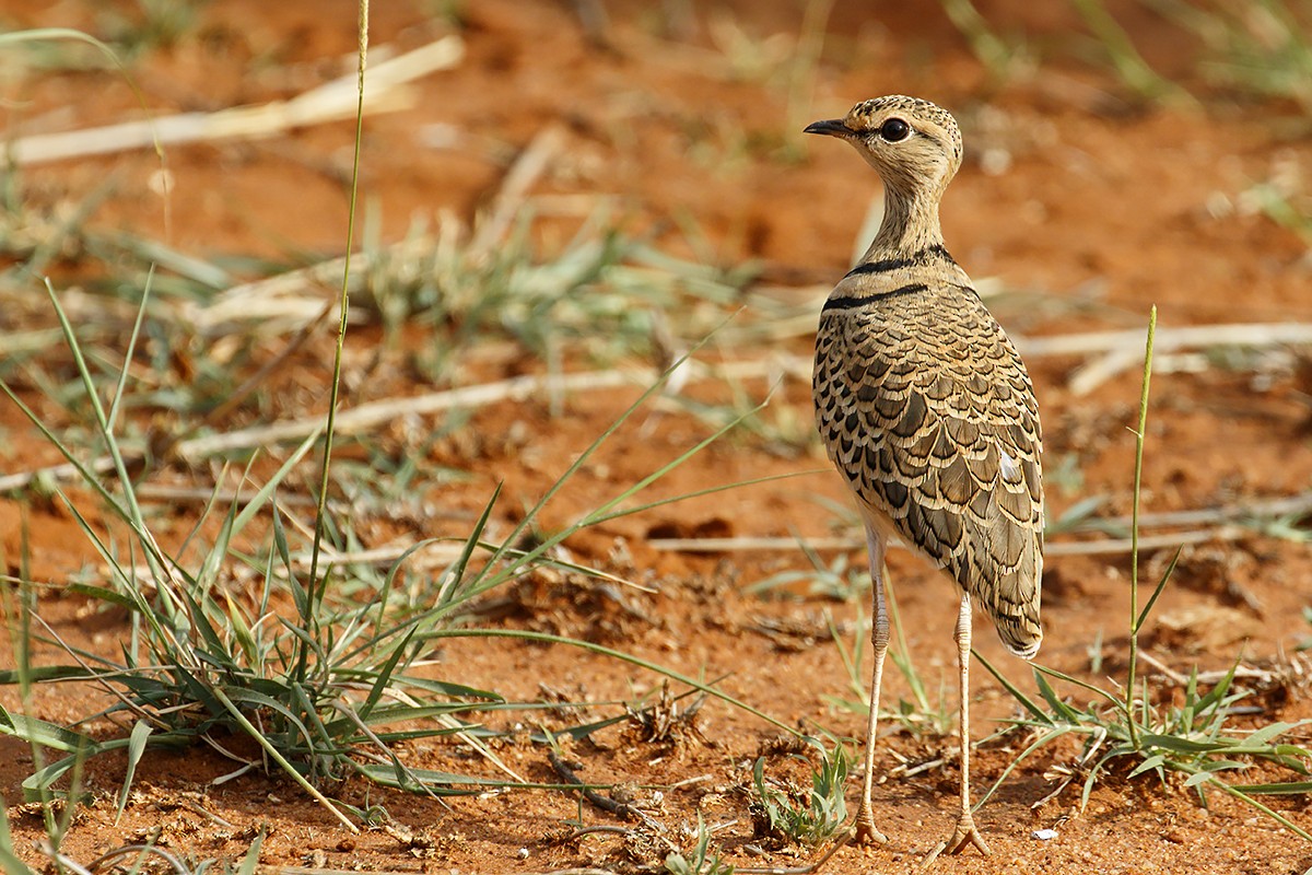 Double-banded Courser - ML413137561