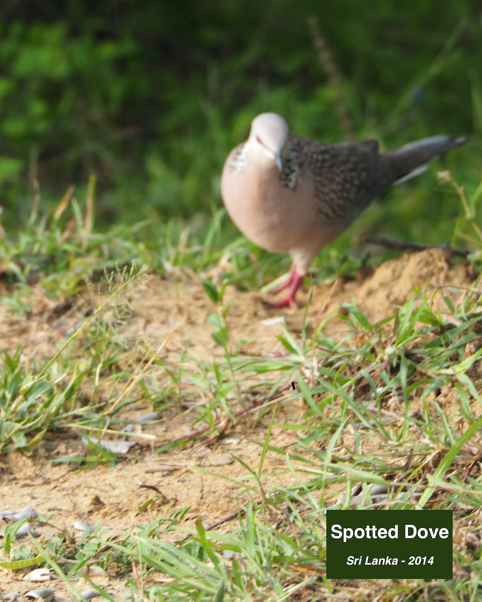 Spotted Dove
