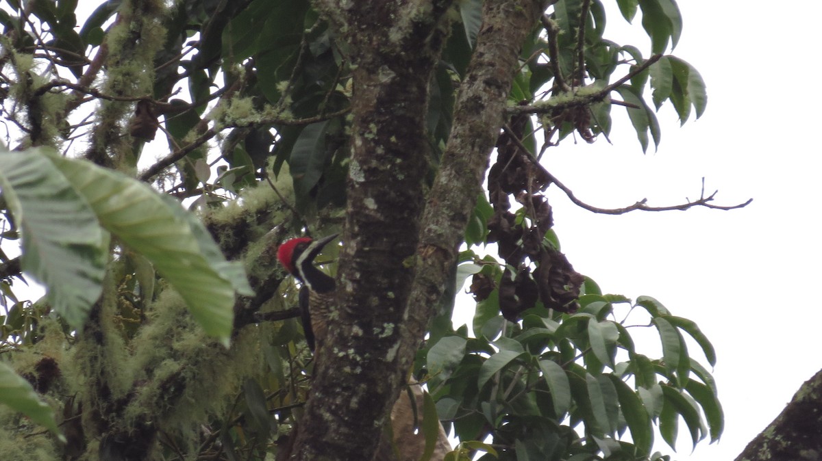 Powerful Woodpecker - Jorge Muñoz García   CAQUETA BIRDING