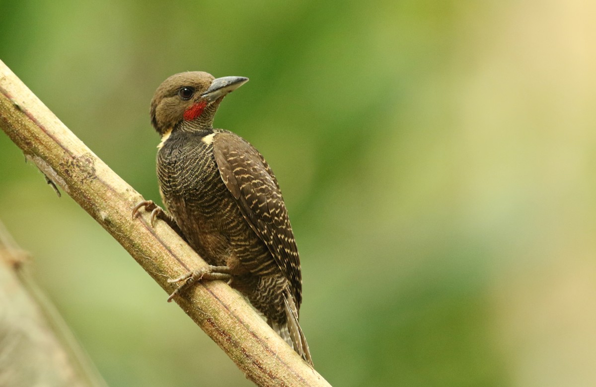 Buff-necked Woodpecker - Luke Seitz
