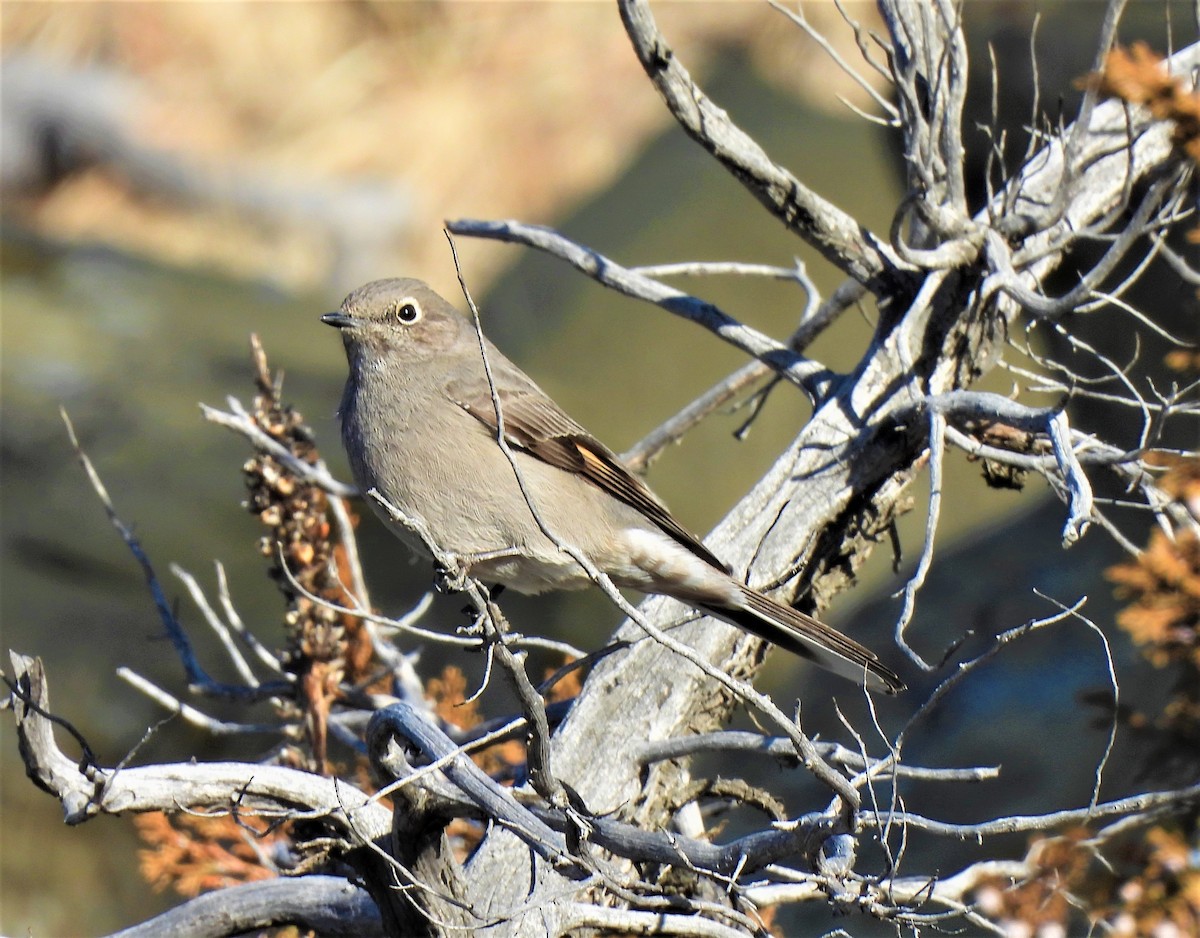 Townsend's Solitaire - ML413145711